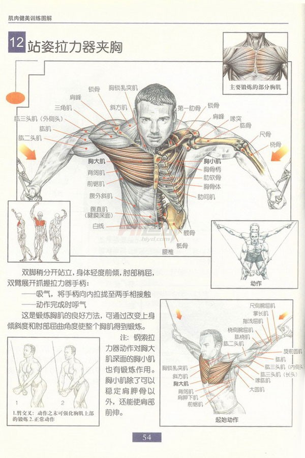 肌肉健美训练图解:胸肌图解_hi运动健身网